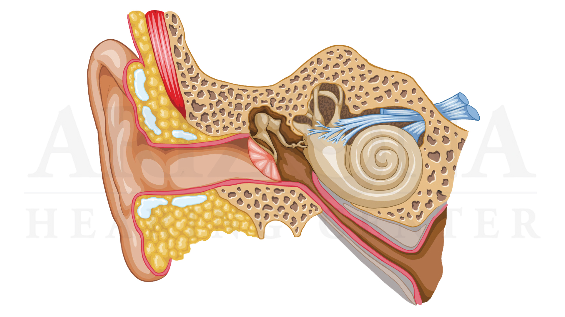 Скрежет в ухе. Фурункул наружного слухового прохода. Кохлеарный неврит слухового нерва. Наружный отит слухового прохода.